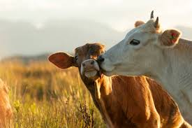 Cow Care